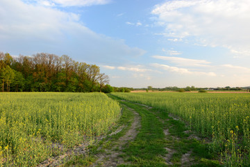 Road to the forest through a rape field