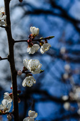 Branch of the blossoming apricot tree