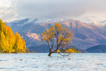 Wanaka tree in sunrise, New Zealand