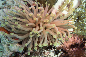 Fototapeta na wymiar Koralle, Korallenriff, Riff, Cozumel, Yucatan, Mexiko, Tauchen, Unterwasser