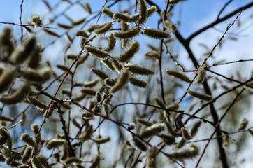 Branches of pussywillow (Salix caprea) on spring
