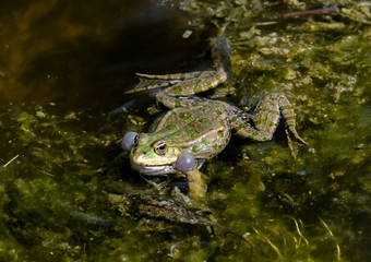 Frosch quakt im Wasser eines Teichs