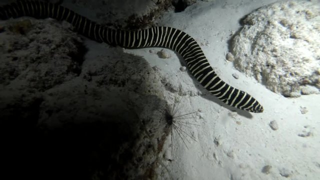 Zebra Moray Eel - Gymnomuraena zebra float at night over the sandy bottom
