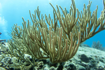 Fototapeta na wymiar Koralle, Korallenriff, Riff, Cozumel, Yucatan, Mexiko, Tauchen, Unterwasser