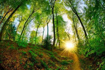 Fototapeta na wymiar Forest in spring with green trees and bright sun