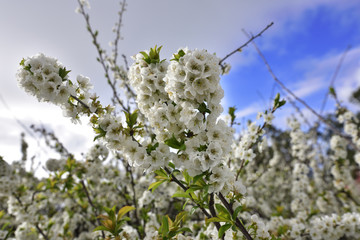 Detail of a plum in flowering
