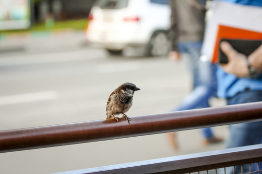 sparrowSummer in the city.Sparrow sitting on a road fence, go past some pedestrians.