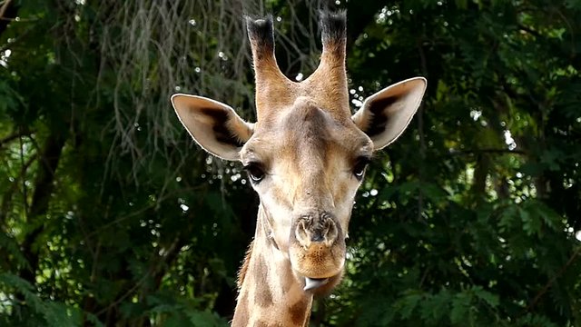 Cute giraffe in nature