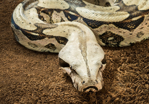 Close up of beautiful Boa constrictor constrictor – Surinam Guyana - female, with curved body in motion