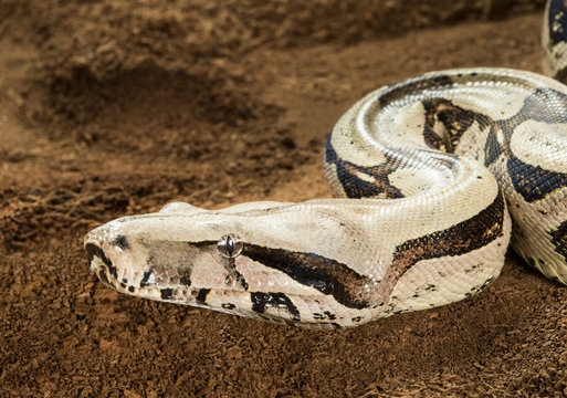 Close up of Boa constrictor constrictor – Surinam Guyana - female, with curved body in motion