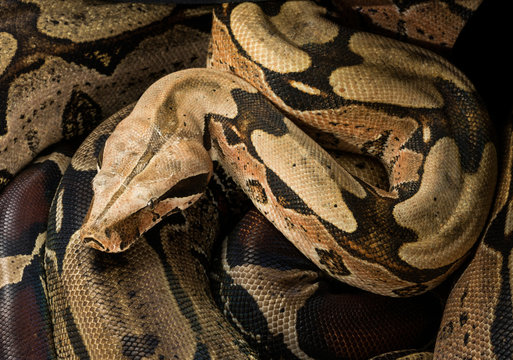 Close up of Boa constrictor constrictor – Surinam Guyana. Male