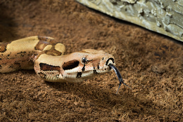 Close up of Boa constrictor imperator. Mutational form Hypo Jungle. Albino. Snake shows her tongue
