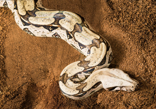 Snake Boa constrictor constrictor – Surinam Guyana, with curved body in motion. Female
