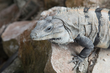 Echse, Leguan, Schwarzer Leguan, Iguana Iguana, Ctenosaura similis, Yucatan, Mexiko
