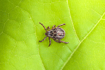 Male Tick Meadow (Dermacentor reticulatus)
