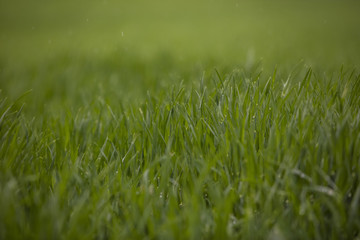 green grass after rain 