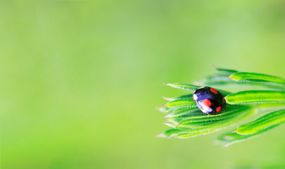 black with red ladybug spots on grass in spring or summer morning on green background