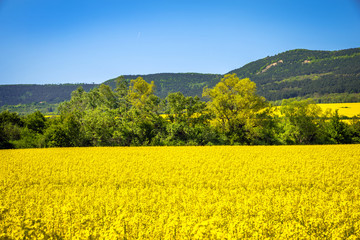 Rapeseed fields - yellow fileds and blue sky. Agriculture concept.