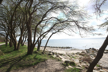 Fototapeta na wymiar Strand mit Bäumen
