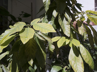detail of leaves of an avocado tree