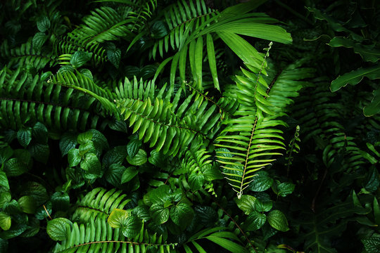 Tropical green leaf