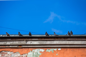 Pigeons. Flock of pigeons on the roof building.