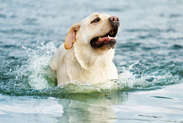 beige labrador the dog swims in the water