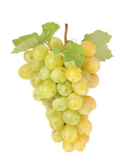 White grape