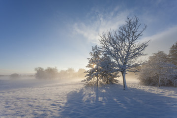 Fototapeta na wymiar Snowy Sunrise