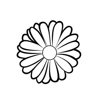 Vector illustration, isolated marigold flower in black and white colors
