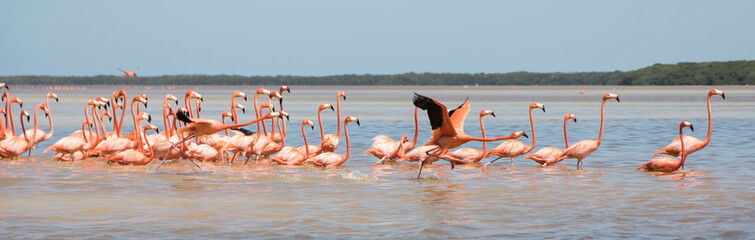 Flamingos, Vögel, Celestun, Wasser, Celestún, Yucatan, Mexiko © ThoPics