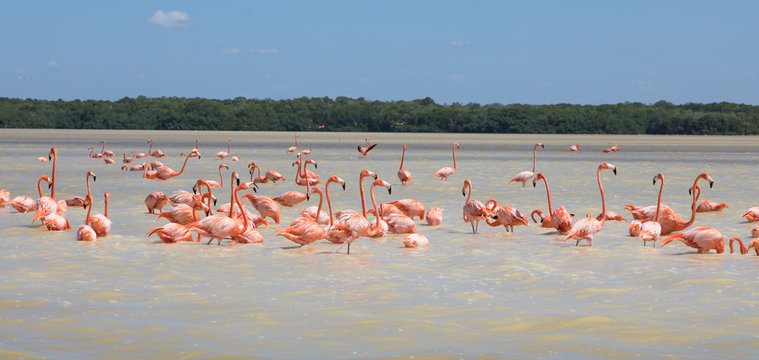 Flamingos, V&ouml;gel, Celestun, Wasser, Celest&uacute;n, Yucatan, Mexiko