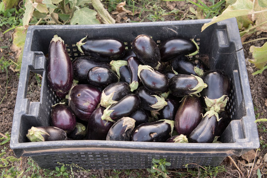Fresh eggplant just ripped from the bush. The concept of small farms and organic food.