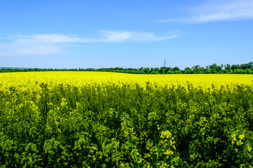 Field of the blossoming canola on spring