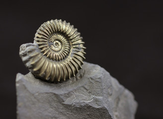 Pyritised ammonite Polymorphites bronni from the Liassic Syncline of Herford (Northrhine-Westphalia, Germany), 25 millimetres diametre, Lower Pliensbachian (around 185 million years old)