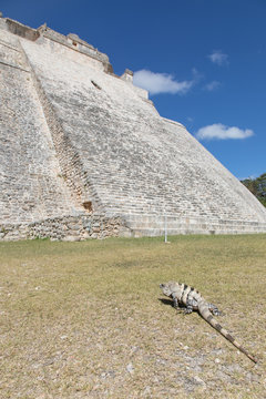 Uxmal, Echse, Leguan, Pyramiden, Maya, Mayakultur, Mayastätte, Ruine, Tempel, Dschungel, Wald, Yucatan, Mexiko
