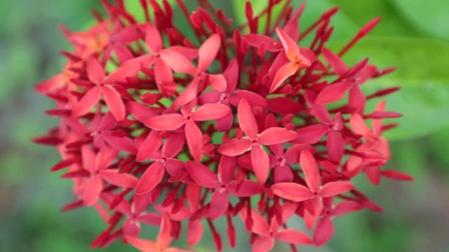 Ixora coccinea also known as jungle geranium, flame of the woods or jungle flame ornamental garden flowers in spectacular vibrant red with green foliage, high definition stock footage clip.