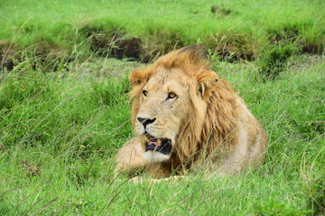 Fototapeta na wymiar León en el Masai Mara Kenya
