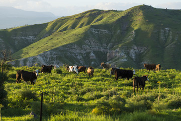 Grazing cows in meadows in the mountains at sunset by Kinneret lake
