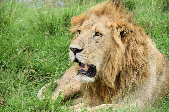 León en el Masai Mara Kenya