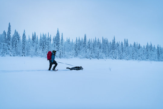 Person with dog at winter