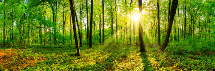 Beautiful forest panorama in spring with bright sun - obrazy, fototapety, plakaty