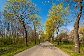 Fototapeta na wymiar Road with the trees, landscape in Poland