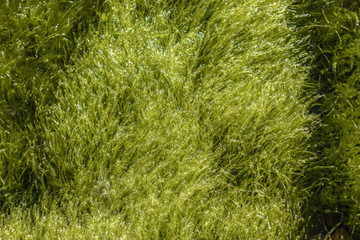 Seaweeds swimming in the sea. The coast of Norway.