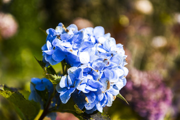 Flowers of blue hydrangea blooming in the garden during the summer season.