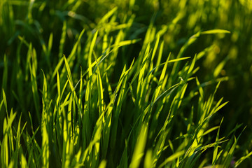 Young green grass. Closeup macro