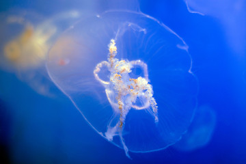 jellyfish swims against the background of other jellyfish