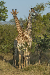 Giraffa, Kruger National Park © foto4440