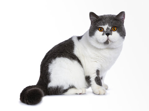 Big blue with white and bright orange eyes male British Shorthair cat sitting side ways isolated on white background looking at camera 