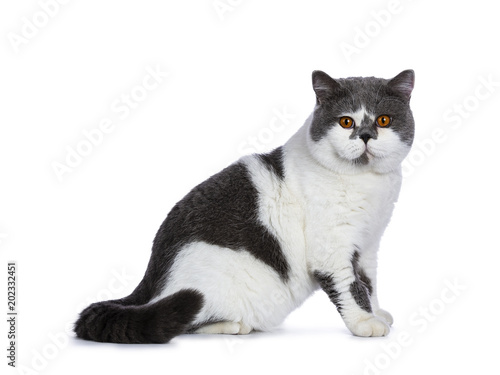 Big Blue With White And Bright Orange Eyes Male British Shorthair